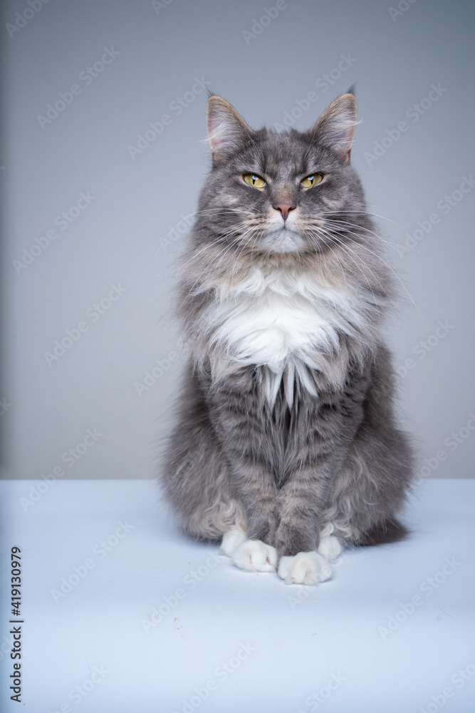 studio shot of a blue tabby white maine coon cat sitting looking at camera suspiciously