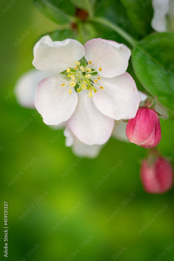 Blossom of the apple tree flowers in the spring Blossom of the apple tree flowers in the spring