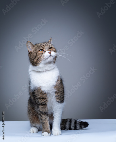 Bilde på lerret studio shot of a tabby white british shorthair cat sitting on white ground looki