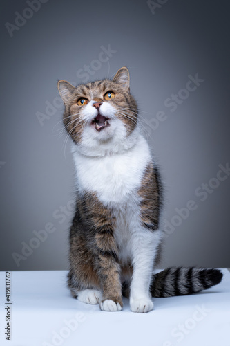 studio shot of a tabby white british shorthair cat sitting on white ground looking up begging for food meowing on gray background with copy space