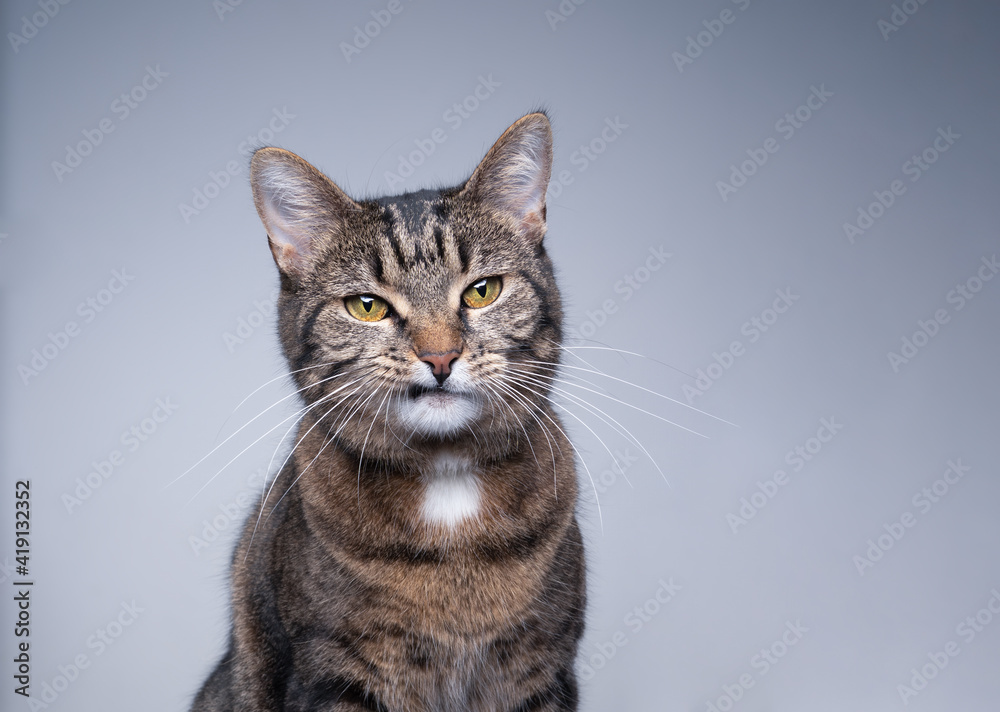 studio portrait of a tabby shorthair cat with snaggletooth on gray background with copy space studio portrait of a tabby shorthair cat with snaggletooth on gray background with copy space