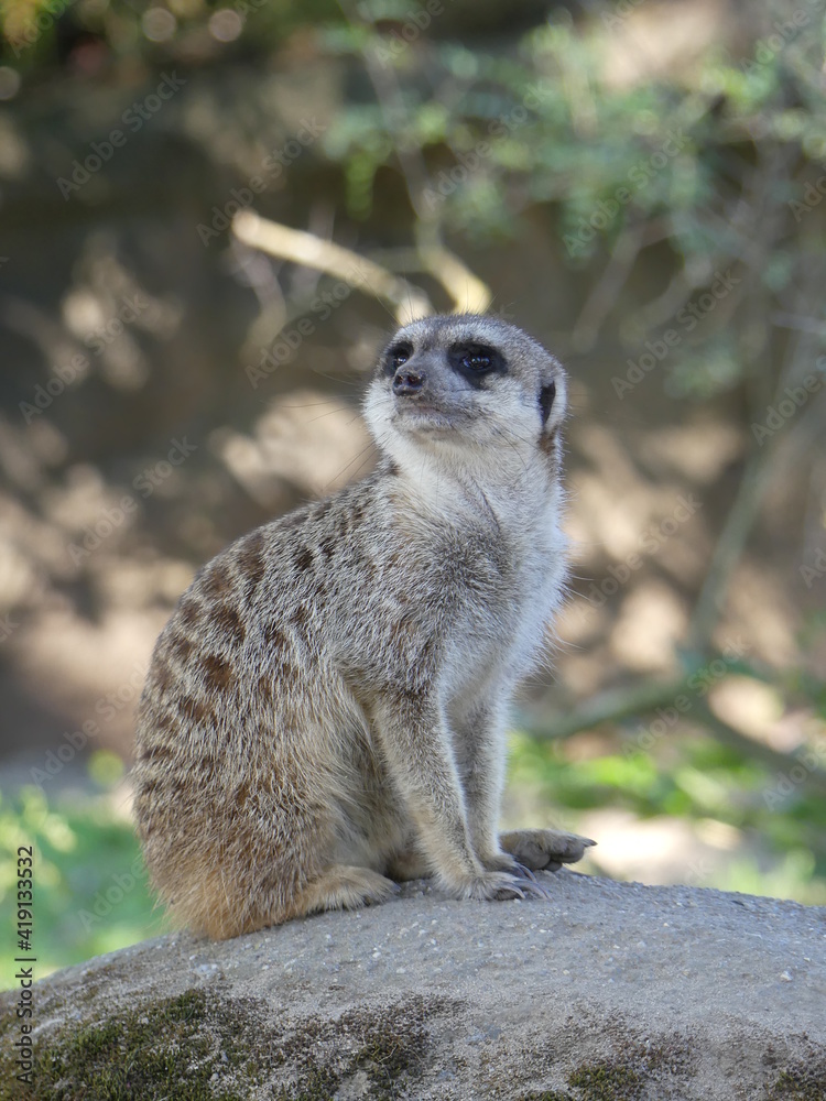 Fototapeta premium Meerkat on the lookout on a rock in Africa
