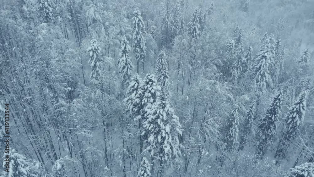 Aerial shot: spruce and pine winter forest completely covered by snow. Aerial shot: spruce and pine winter forest completely covered by snow.