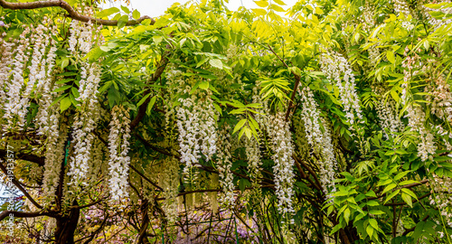 Fotografie Pond, trees, and waterlilies in a french garden