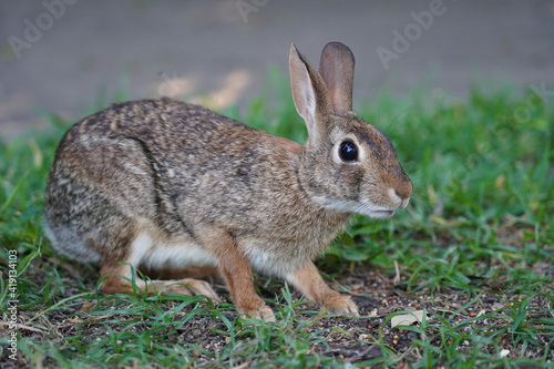 Wild Cottontail rabbit