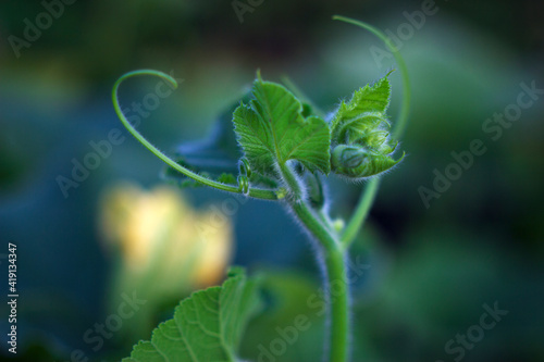 young plant with leaves and flower buds - clos up in summer garden, fresh and moving abstract background
