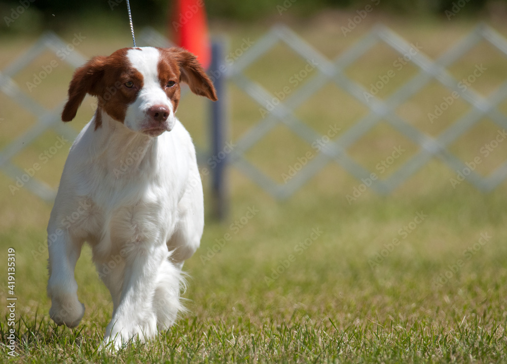 Brittany exhibiting at dog show