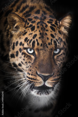 Severe serious muzzle of a leopard half-turned looks at you close-up from the night darkness