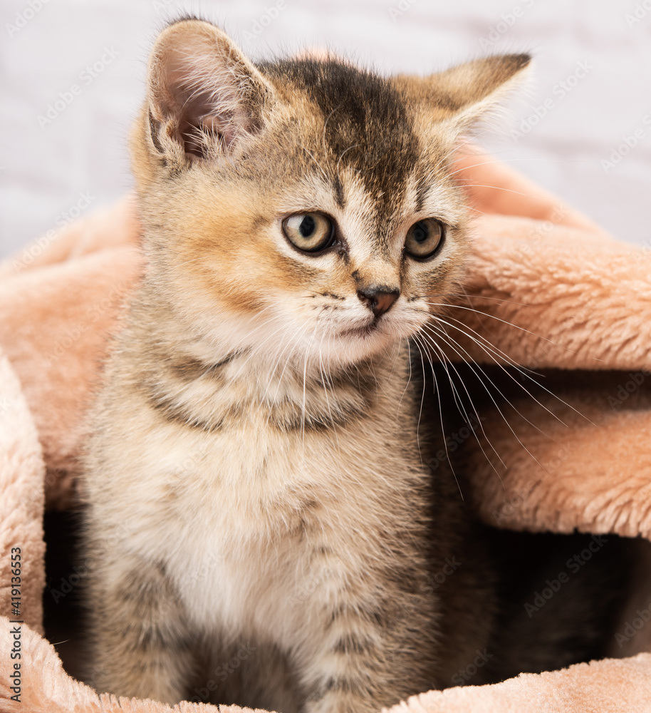 Fototapeta premium portrait of a kitten scottish chinchilla straight sitting in a blanket