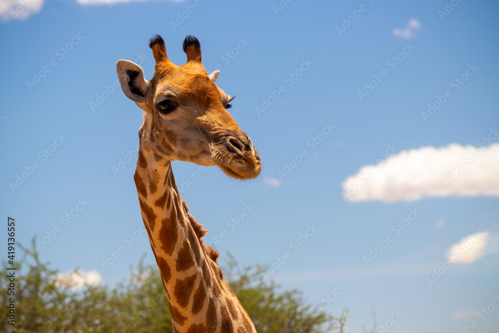 Naklejka premium Wild african life. A large common South African giraffe on the summer blue sky.