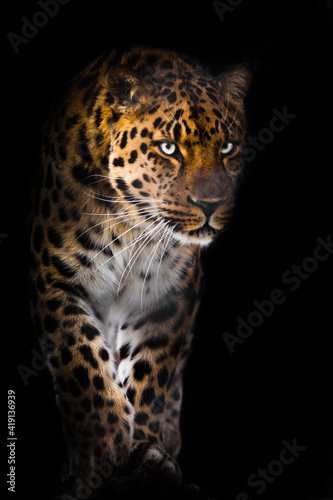 Leopard with bluish green glowing eyes confidently and suddenly emerges from the darkness of the night, portrait with legs