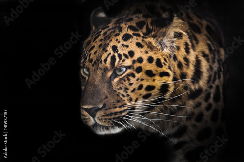 Muzzle of a Far Eastern leopard in profile in the dark, isolated