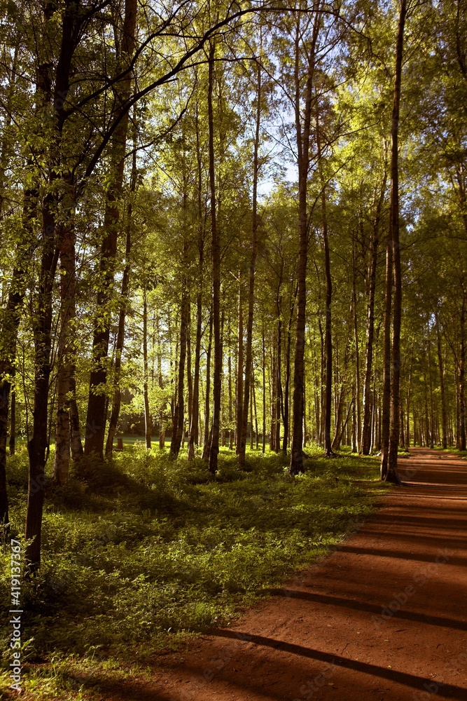 Fototapeta premium forest