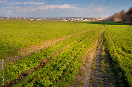 green field of winter wheat or rye with traces of agricultural machinery  early spring sprouts and a city on the horizon