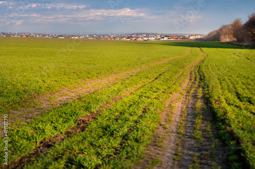 green field of winter wheat or rye with traces of agricultural machinery, ear...