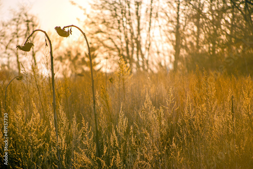Golden contrast backlit at sunset, early spring. Dry wild grass, dry sunflowe...