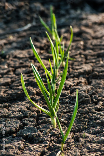 fresh homemade sprouted green onions outdoors in the garden. Onions germinate...