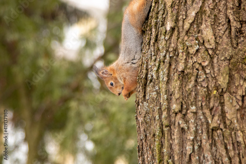 Squirrel in the park © Igor Bondarenko