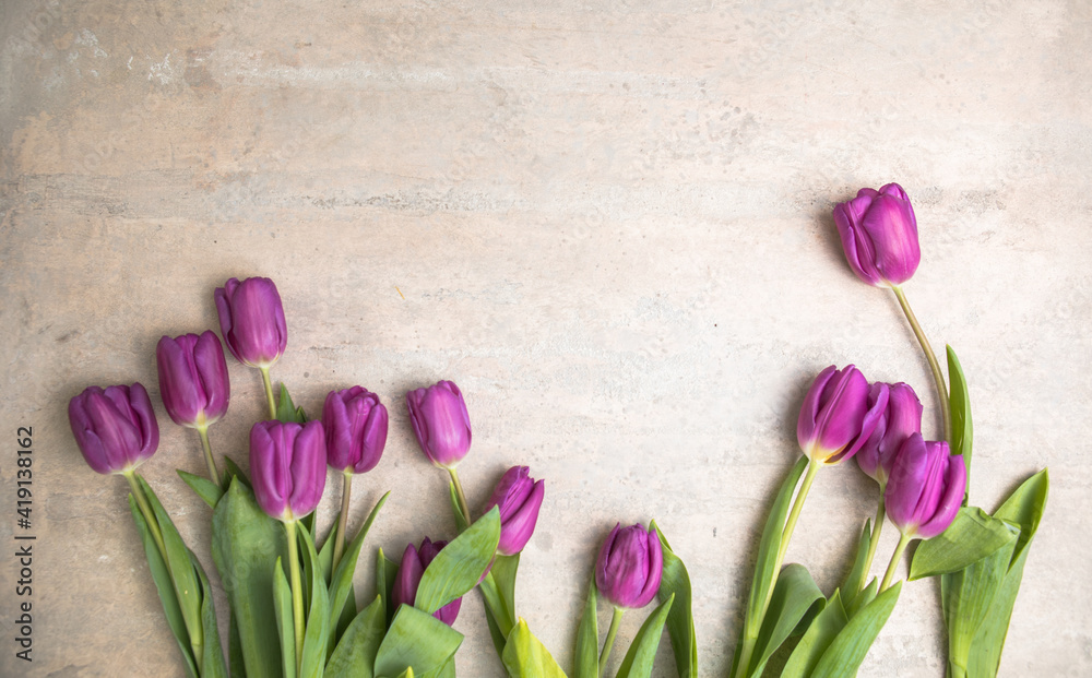 purple tulips on gray  background. Top view. Flat lay. Copy space. Valentines day, mothers day, birthday, wedding celebration concept.