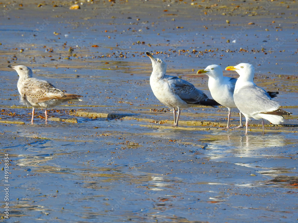 Fototapeta premium Three seagulls are standing on a wet beach