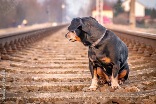 dog on the railway