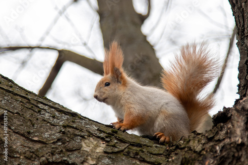 Squirrel in the park