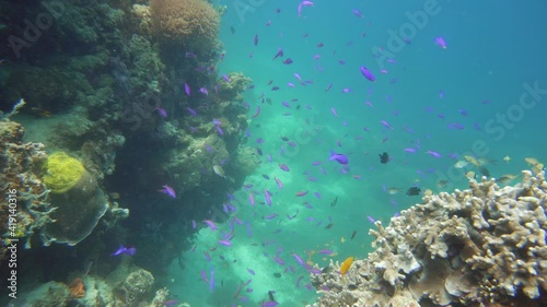 Wallpaper Mural The underwater world of coral reef with fishes at diving. Coral garden under water, Philippines, Camiguin. Torontodigital.ca