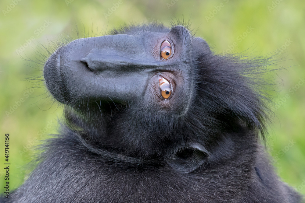 Obraz premium close-up of a crested macaque monkey, wild animal