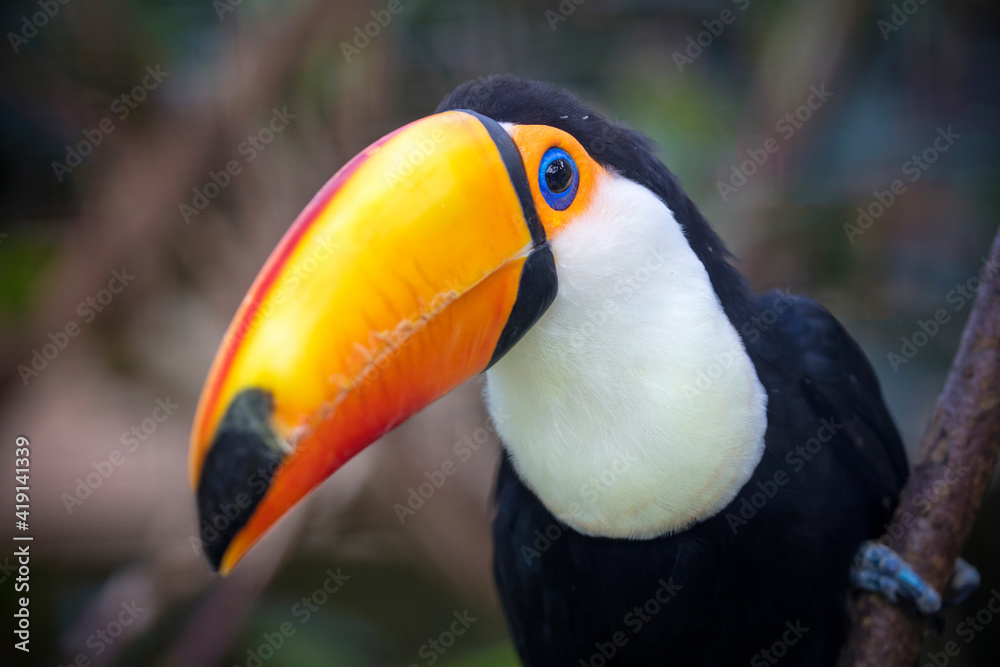 Close up of a beautiful toco toucan (Ramphastos toco) Close up of a beautiful toco toucan (Ramphastos toco)