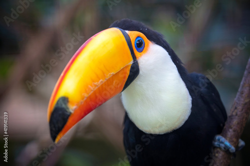 Close up of a beautiful toco toucan (Ramphastos toco)