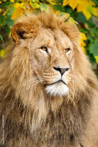 Close up portrait of a male lion  Panthera Leo 