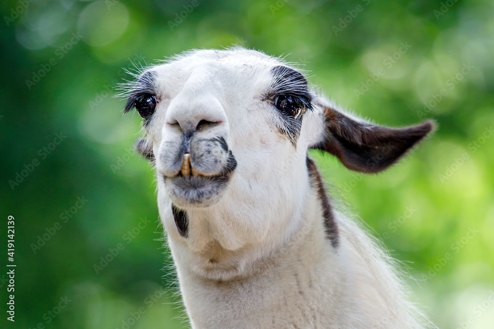 Fototapeta premium A lama glama, close up