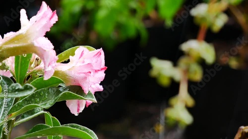 The Rain Drops Perched on The Azalea Flowers in The Rainy Day , Side View