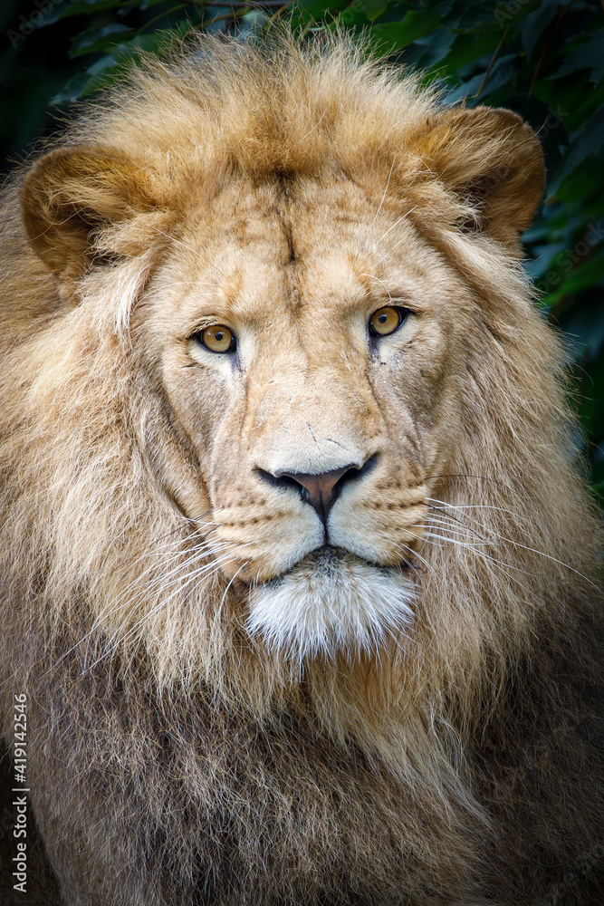 Close up portrait of a male lion (Panthera Leo)