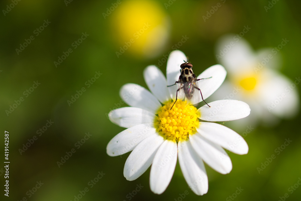 daisy with yellow centre and white petals. A fly is perched on the flower. Out of focus background and selective focus and background and selective focus and bokeh effect daisy with yellow centre and white petals. A fly is perched on the flower. Out of focus background and selective focus and background and selective focus and bokeh effect
