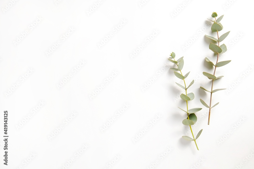 Minimalistic composition with eucalyptus tree branch laid out on isolated white background with a lot of copy space for text. Top view shot of small green leaves of tropical plant. Flat lay.