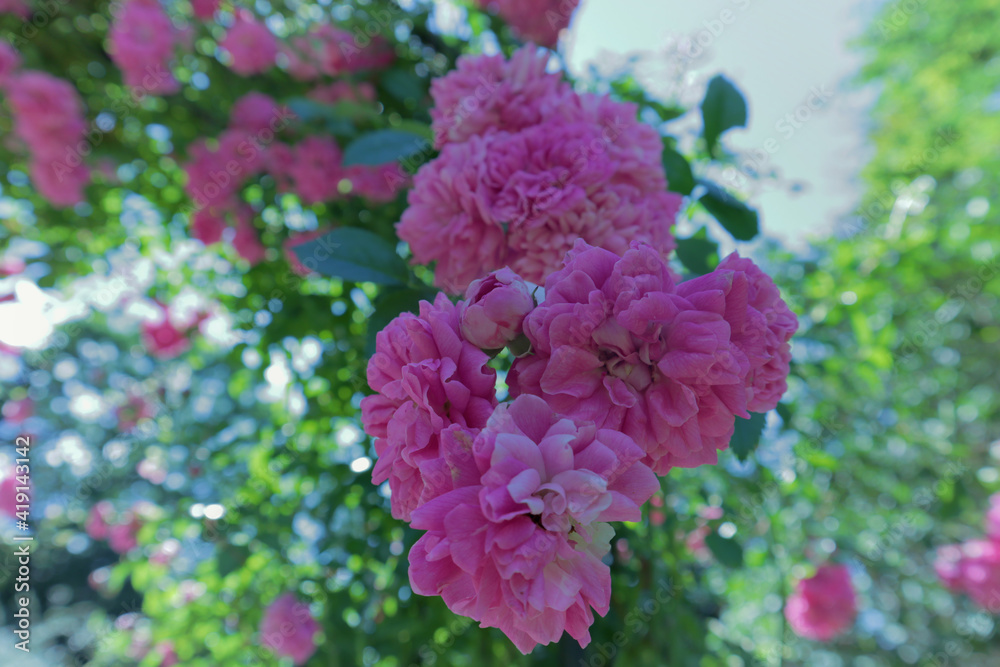 pink hydrangea flowers pink hydrangea flowers