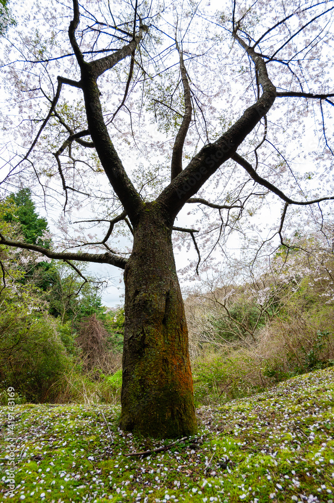 Fototapeta premium Cherry Blossoms in japan