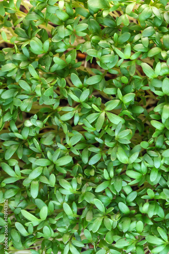 Live growing micro greens sprouts © aviavlad