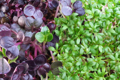Live growing micro greens sprouts