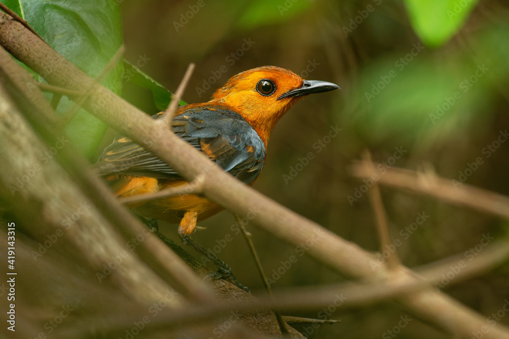 Red-capped Robin-chat or Natal robin - Cossypha natalensis bird in the family Muscicapidae, found in Africa, african orange songbird on the green background in the bush