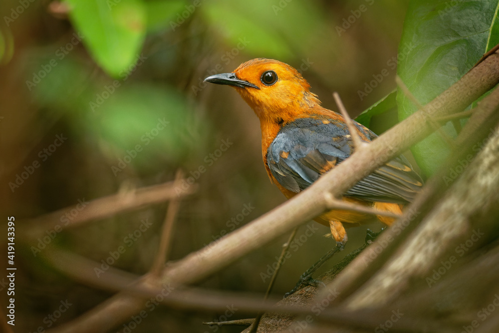 Red-capped Robin-chat or Natal robin - Cossypha natalensis bird in the family Muscicapidae, found in Africa, african orange songbird on the green background in the bush Red-capped Robin-chat or Natal robin - Cossypha natalensis bird in the family Muscicapidae, found in Africa, african orange songbird on the green background in the bush