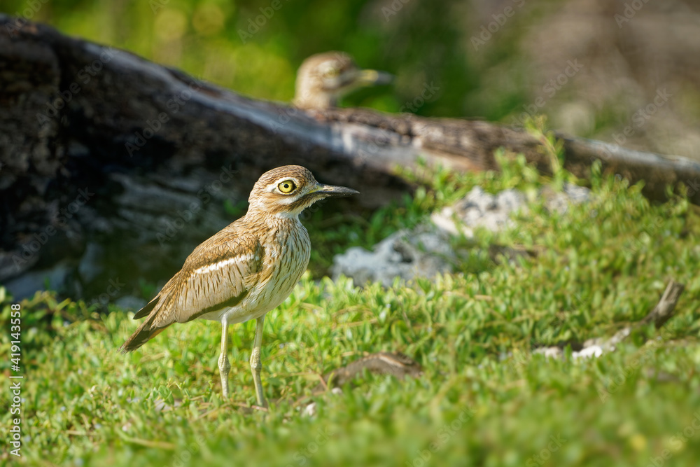 Water Thick-knee - Burhinus vermiculatus or water dikkop. bird in the thick-knee family Burhinidae, found across sub-Saharan Africa close to water, pied brown and white bird on the rocky coastline