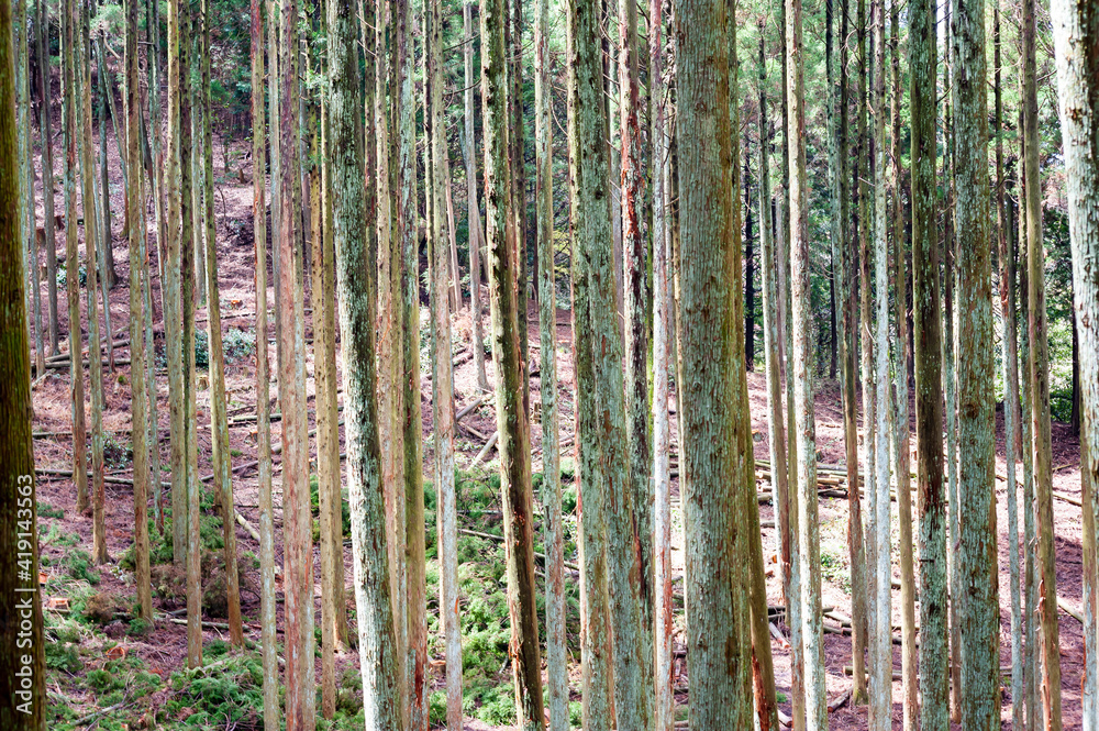 Naklejka premium Trees in forest