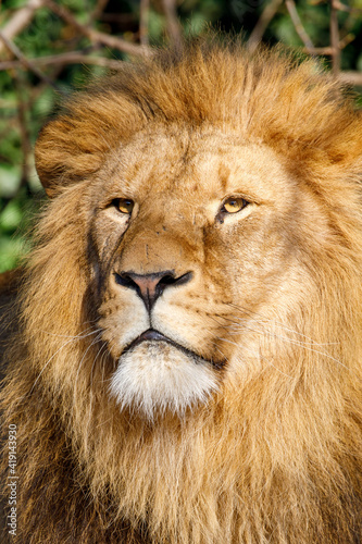 Close up portrait of a male lion  Panthera Leo 