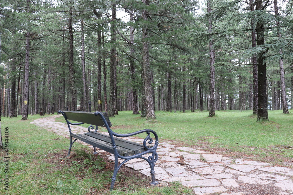 bench in the national park Tara, Serbia bench in the national park Tara, Serbia
