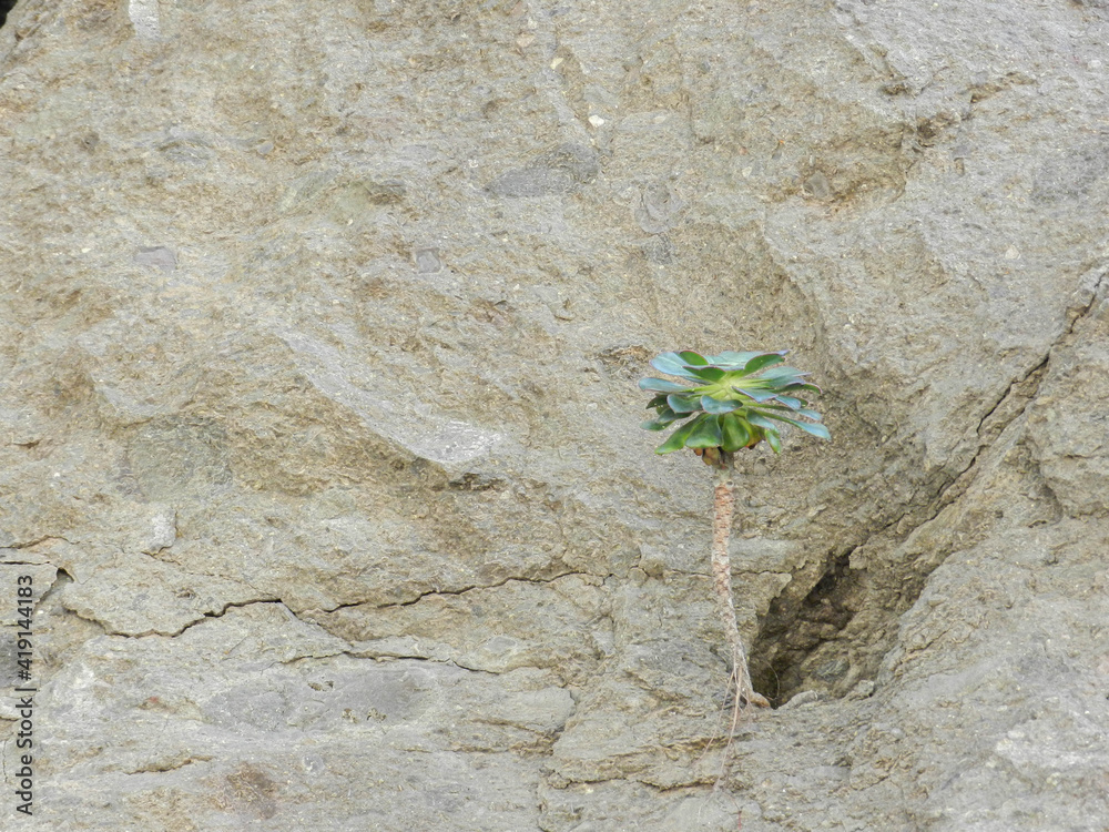Aeonium fat plant growing on volcanic stone - Planta grasa aeonium crece  sobre piedra volcánica Photos