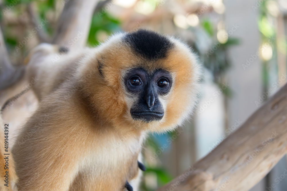 Fototapeta premium close image of Yellow Cheeked Gibbon monkey (Nomascus Gabriallae) in the forest