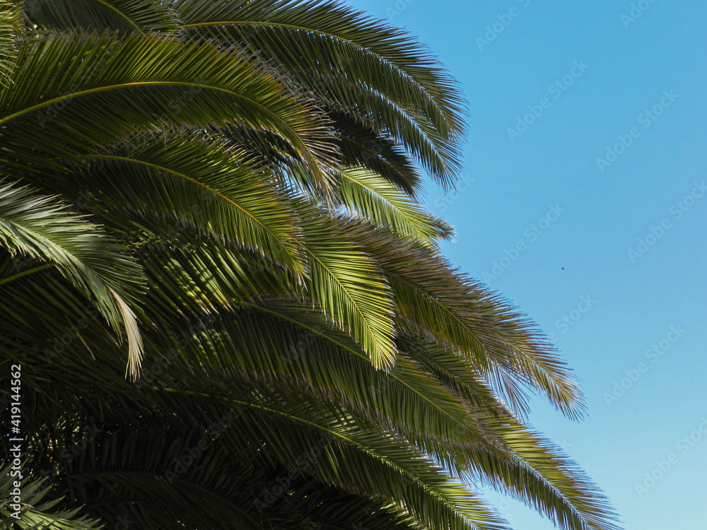 Phoenix Canariensis Palm tree leaves - Hojas de la palmera Phoenix Canariensis Phoenix Canariensis Palm tree leaves - Hojas de la palmera Phoenix Canariensis