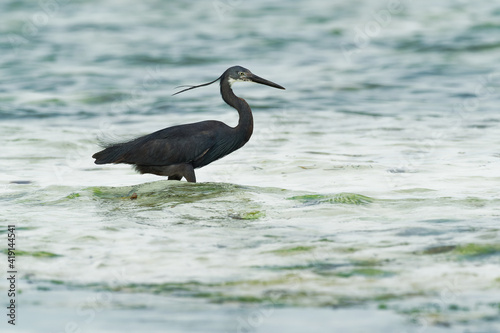 Western Reef Heron - Egretta gularis also Western Reef Egret, medium-sized heron found in southern Europe, Africa and Asia, two morphs light and dark, white or grey black bird with yellow feet in sea
